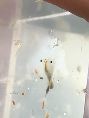 Branchinecta conservatio