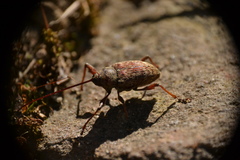 Curculio proboscideus