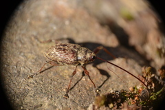 Curculio proboscideus