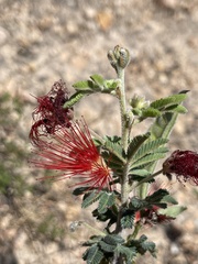 Calliandra peninsularis