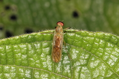 Chiromyzinae