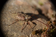 Curculio proboscideus