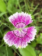 Dianthus chinensis