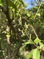 Iresine angustifolia