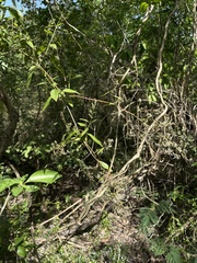 Iresine angustifolia