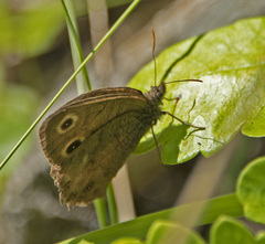 Cercyonis oetus