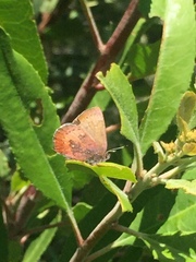 Callophrys augustinus iroides