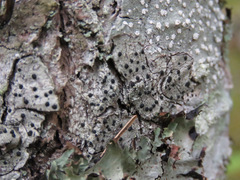 Tephromelataceae