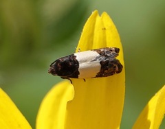 Epiblema tripartitana