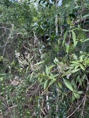 Iresine angustifolia