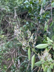 Iresine angustifolia