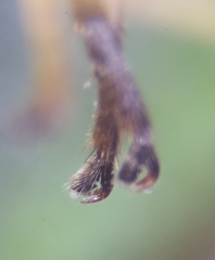 Apechthis quadridentata