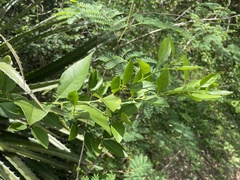 Citrus × aurantiifolia