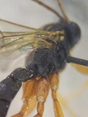 Apechthis quadridentata