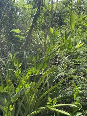 Citrus × aurantiifolia