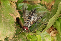 Tachinidae