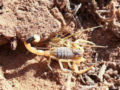 Leiurus hebraeus