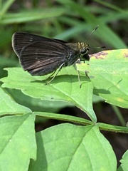 Euphyes vestris