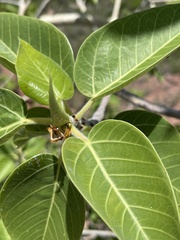 Ficus petiolaris palmeri