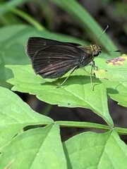 Euphyes vestris