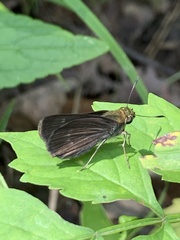 Euphyes vestris