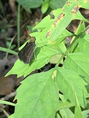 Euphyes vestris