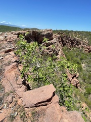Ficus petiolaris palmeri