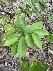 Nectandra coriacea