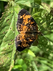 Phyciodes tharos