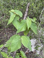 Helicteres jamaicensis