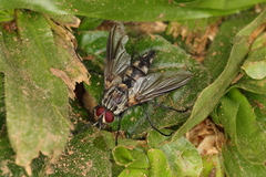Tachinidae