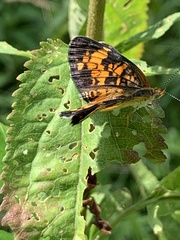 Phyciodes tharos