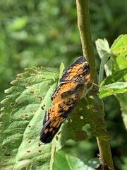 Phyciodes tharos