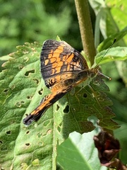 Phyciodes tharos