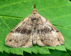 Phalaenostola eumelusalis