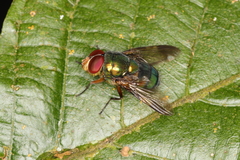 Chrysomyinae