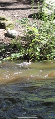 Mergus merganser
