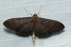 Coptobasis mesospectralis