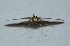 Coptobasis mesospectralis