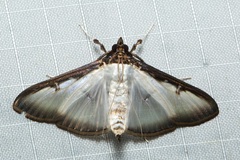 Cydalima pfeifferae