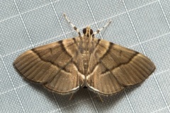 Dichocrocis xuthusalis