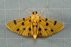 Dichocrocis
