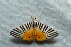 Dichocrocis zebralis