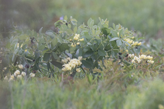 Baptisia bracteata leucophaea