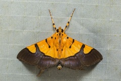 Endocrossis flavibasalis