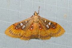 Sameodes pictalis