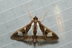 Glyphodes bivitralis