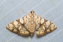 Glyphodes caesalis