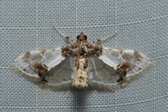 Leucinodes