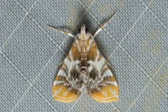 Macaretaera hesperis